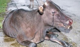 在线观看哭泣的牛,探寻哭泣牛的感人故事